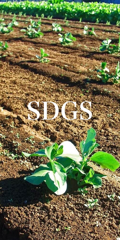 sdgs/重成土建